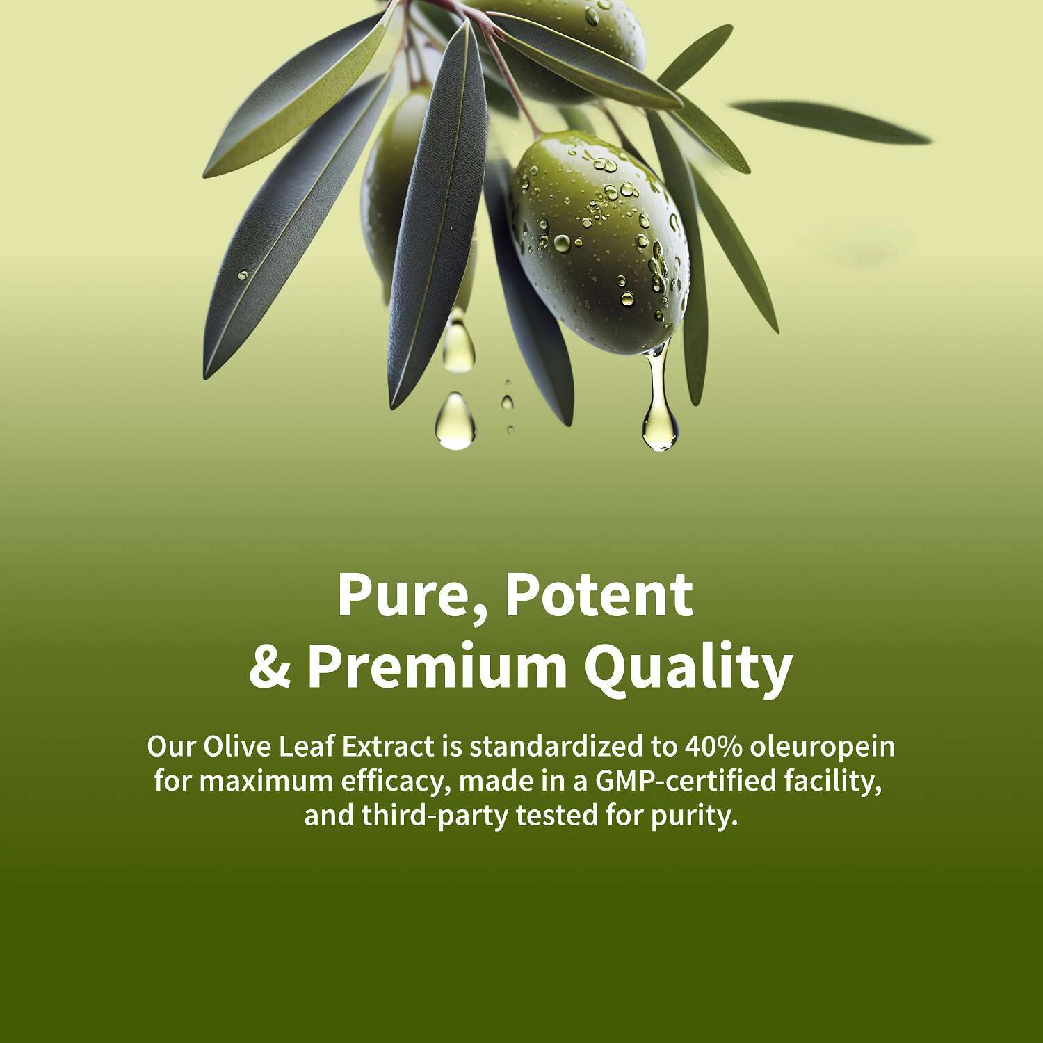 Maximum Strength Extract Olive Leaf Dietary Supplement - 90 Capsules (90 Servings)