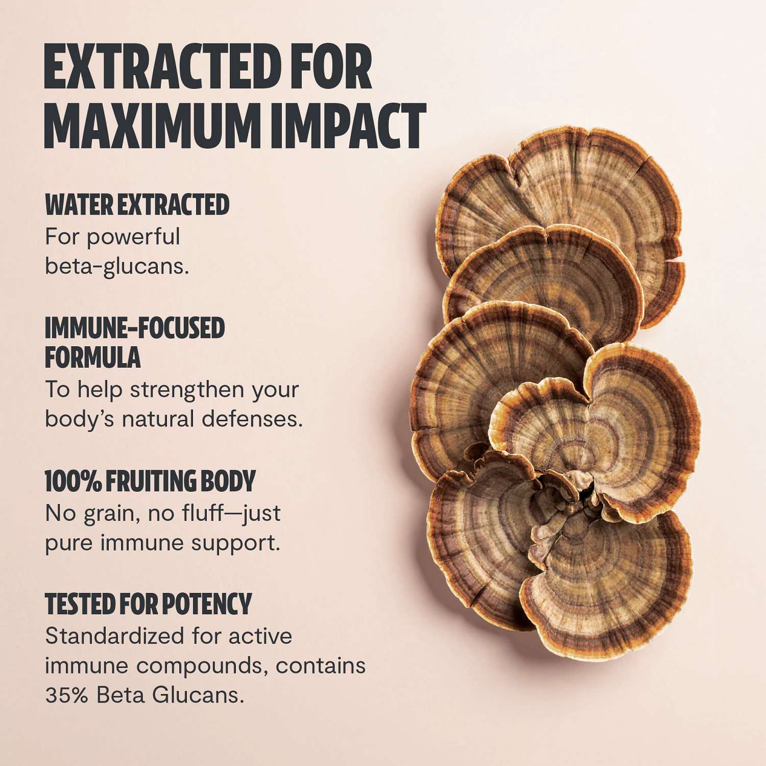 Turkey Tail - 60 Capsules (30 Servings)  | GNC