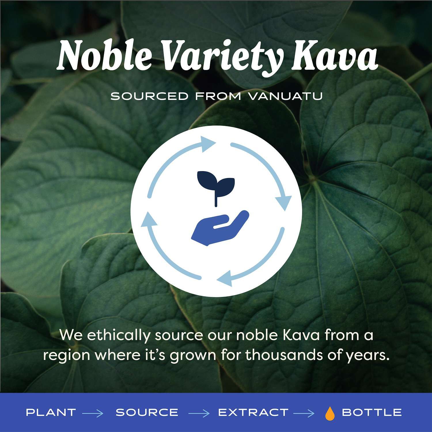 Kava Liquid Extract - 1 fl oz. (42 Servings)