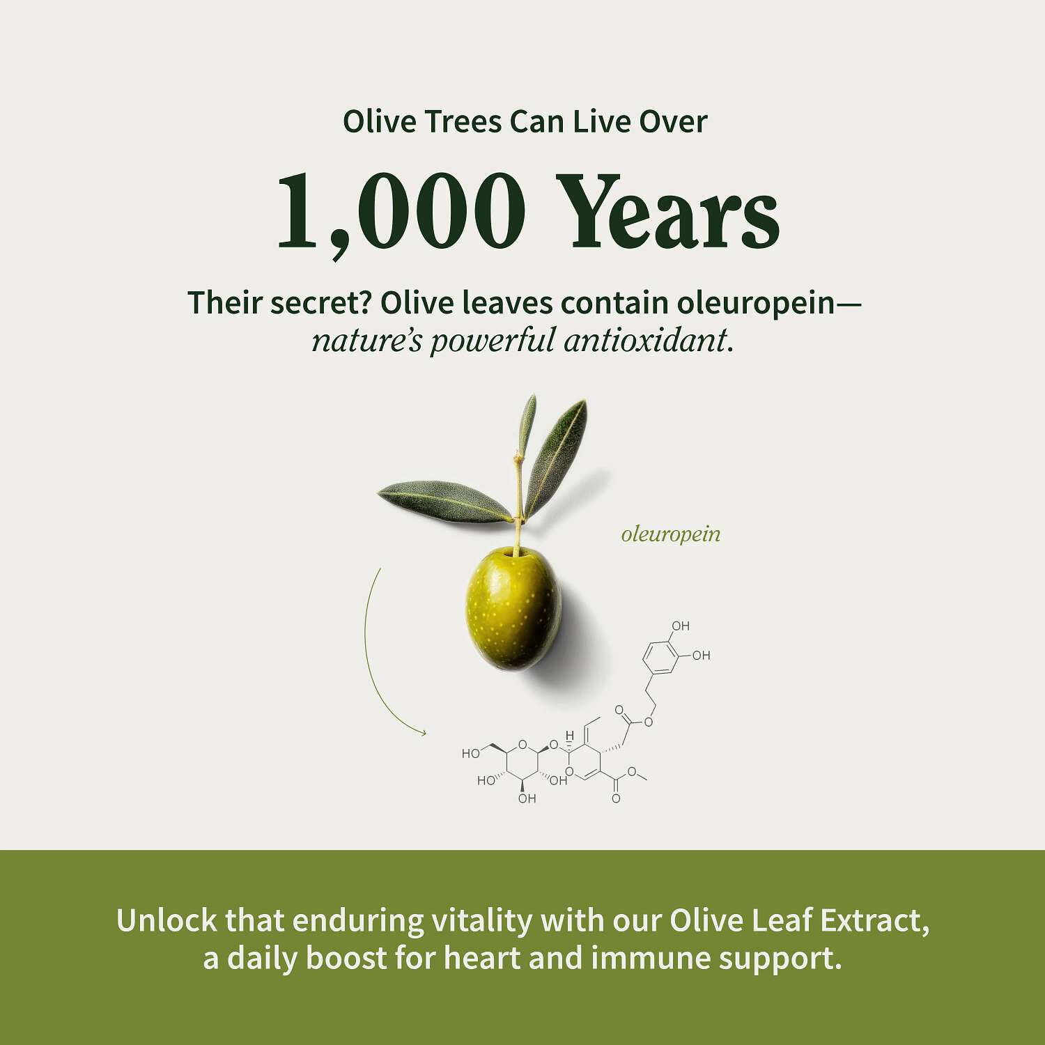 Maximum Strength Extract Olive Leaf Dietary Supplement - 90 Capsules (90 Servings)