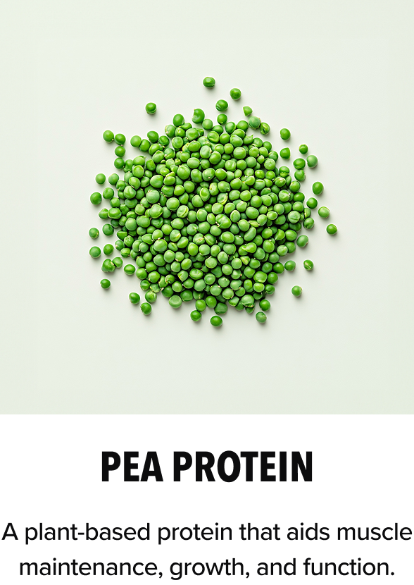 Pea Protein